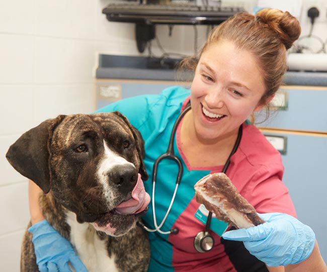 Dog swallowed rib store bone