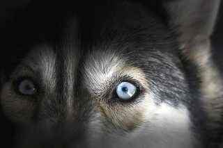 Recognising common eye conditions and being able to localise lesions was uncharted territory for Jordan before her time in the small animal hospital. Image: thenineworld / fotolia.