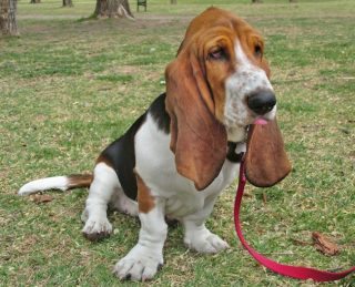 Basset Hound Taken Off High Profile Breed List Vet Times