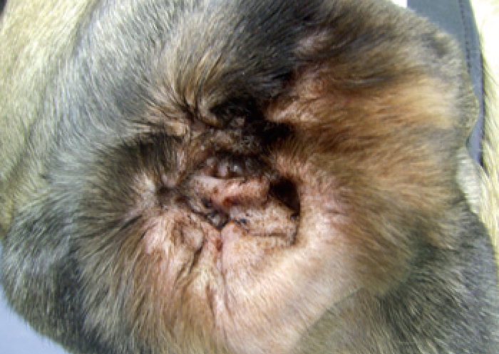 TREATING MALASSEZIA DERMATITIS Vet Times