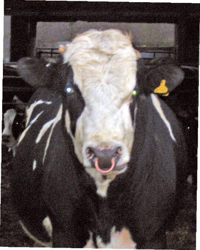 Pain Relief Approach To Cattle Vet Times