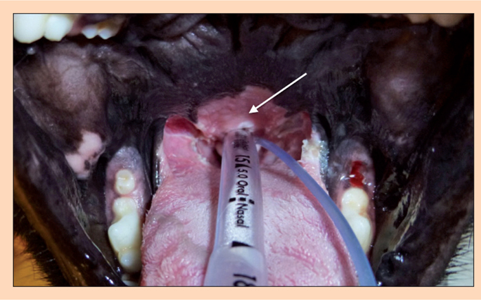 Obstructive Airway Syndrome In The Brachycephalic Dog | Vet Times