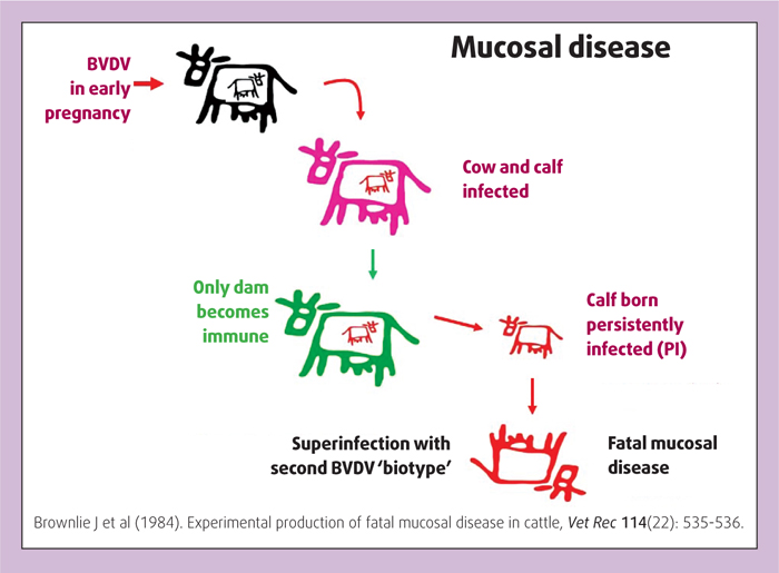 Bovine Viral Diarrhoea: Update On Disease And Its Control | Vet Times