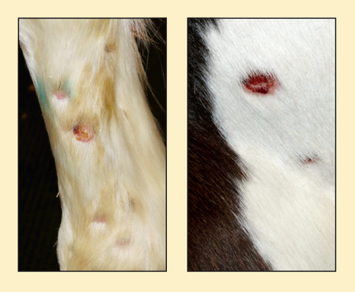 Managing bacterial and fungal dermatological issues in horses Vet Times