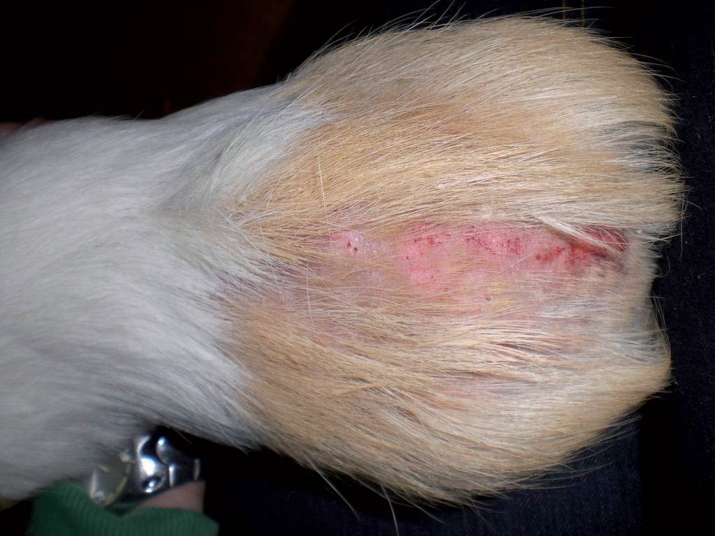 Guinea pig fashion mites treatment natural