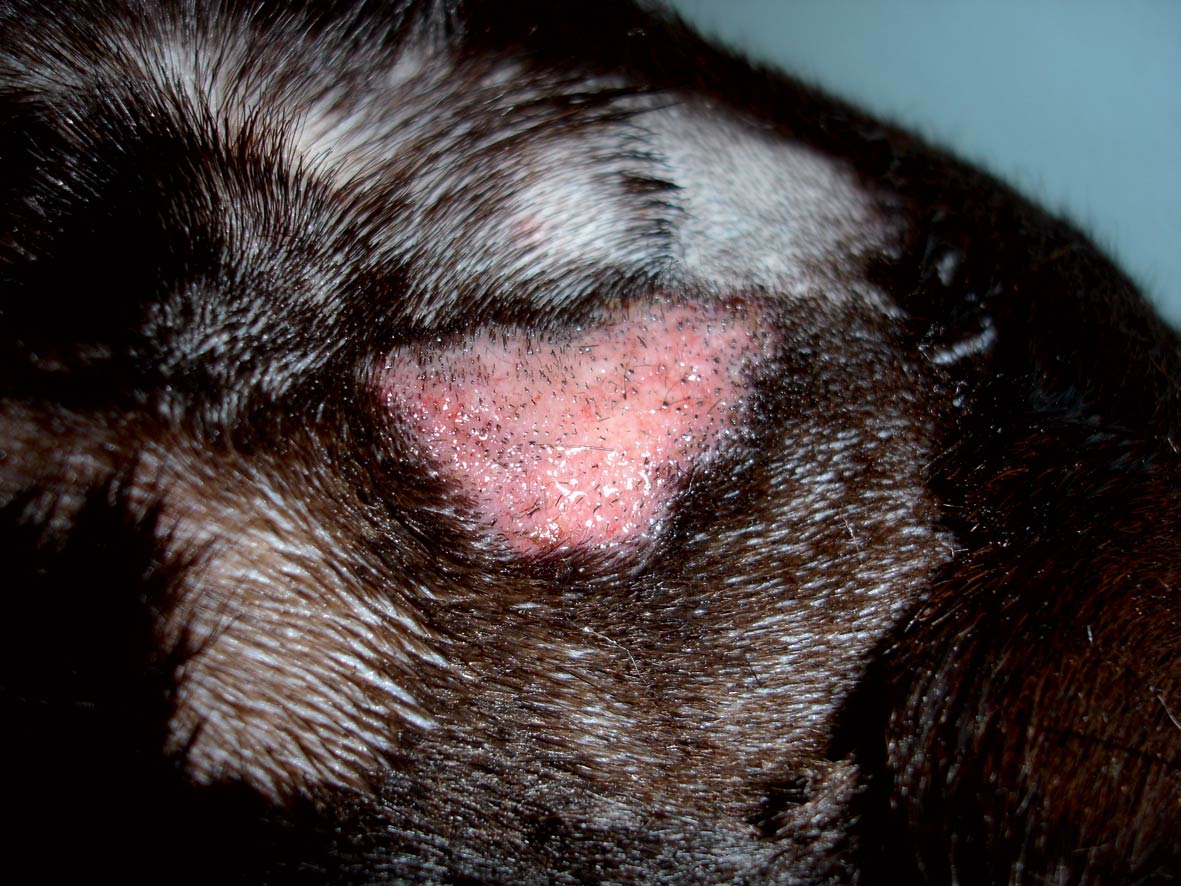 Common Bacterial Skin Infections In Dogs Recognition And Treatment 