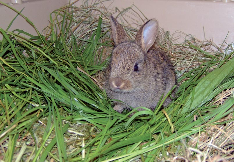 Figure 4. A juvenile wild rabbit offered grass ad lib to help prevent GI statis.