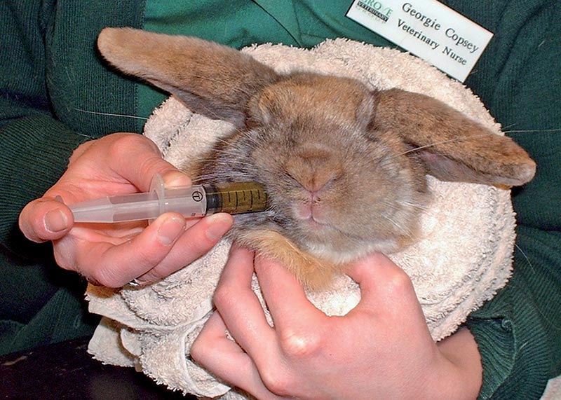 Figure 3. A rabbit being syringe fed.