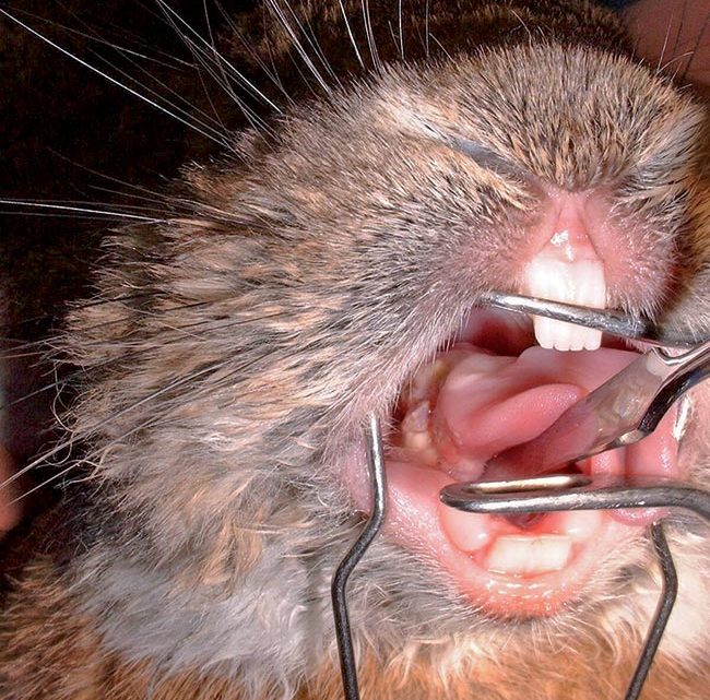 Figure 3. Tongue laceration due to dental cheek tooth spurs – a cause of pain and inappetence.