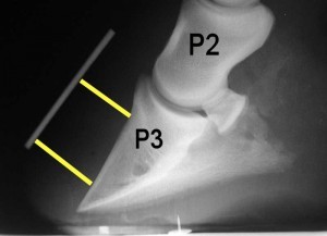 Laminitis radiograph