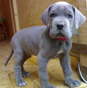 Blue puppy