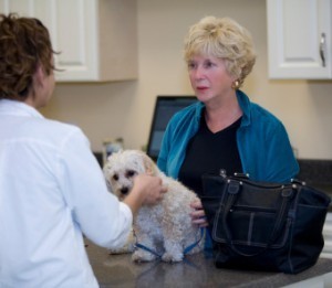 Vet consults with dog owner