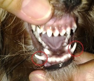 Yorkie's retained deciduous or baby fangs.