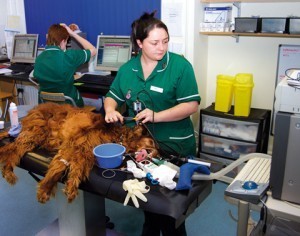 Image courtesy The Veterinary Business Journal