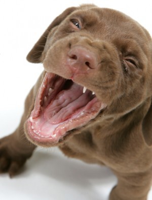 Oesophagitis, or just lunch repeating? Image © iStock.com/rbphotography 