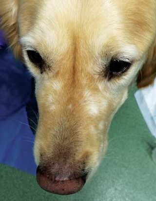 Cutaneous epitheliotropic T cell lymphoma in canines | Vet Times