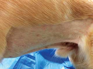 Figure 4. The same dog as pictured in Figure 3 showing good response after chemotherapy treatment (vincristine, lomustine and prednisolone).
