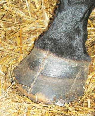 A systematic approach to foot lameness in horses | Vet Times