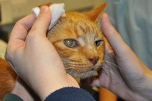 Seminar will help veterinary practices improve cat handling techniques ...