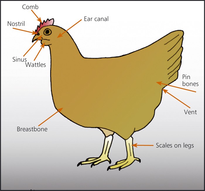 Preventive medicine strategies for backyard poultry keepers | Vet Times