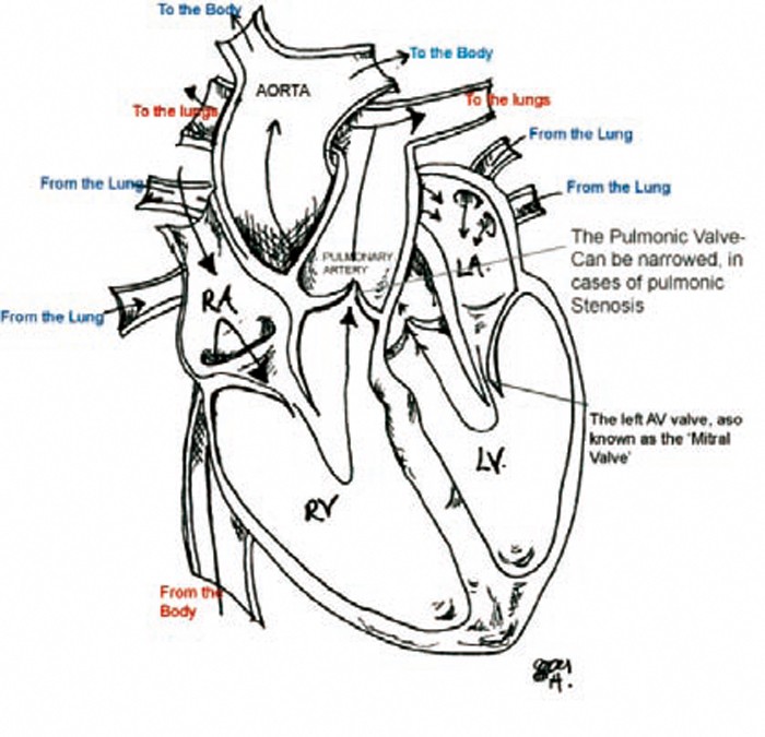 Canine cardiology: conditions, causes, advances and care | Vet Times