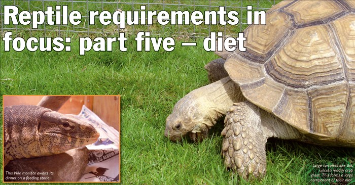 Reptile requirements in focus: part five – diet | Vet Times