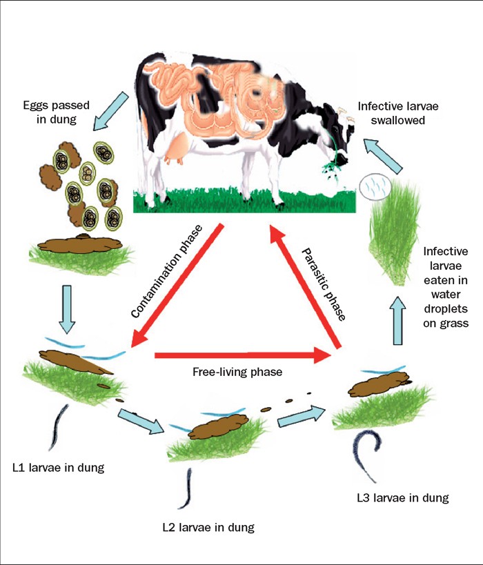 Cattle worming regimes: importance of developing immunity and rotation ...