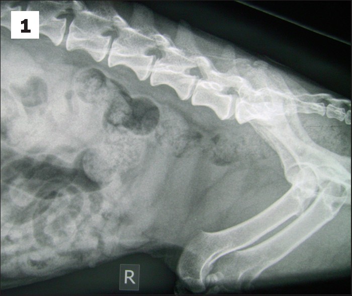 Common radiographic faults | Vet Times