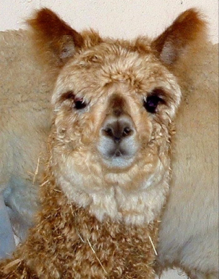 Camelid vet sales near me