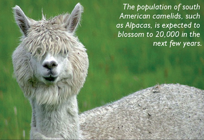 WELL-PACKED WITH ALPACA FACTS