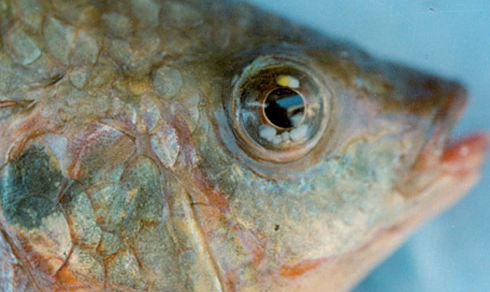 HUMAN HEALTH RISK IMPLICAT ION OF OCULAR MYXOBOLIOSIS IN FISH | Vet Times