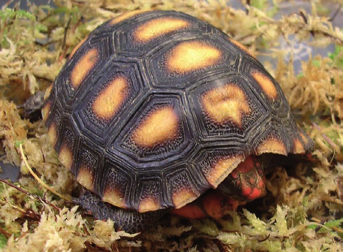 TRICKY TORTOISE HUSBANDRY TIPS | Vet Times