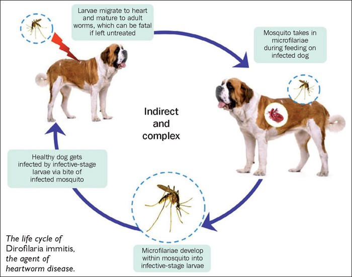 DIAGNOSIS AND TREATMENT OF HEARTWORM IN SMALL ANIMALS | Vet Times