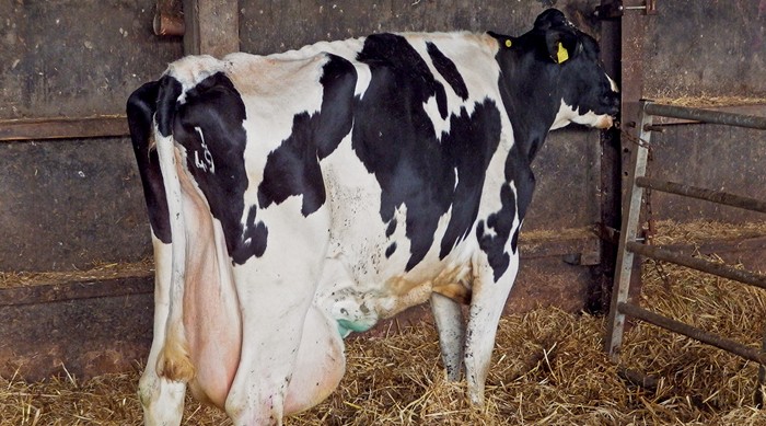 Ketosis in cattle – approaches to tackling an age-old problem | Vet Times