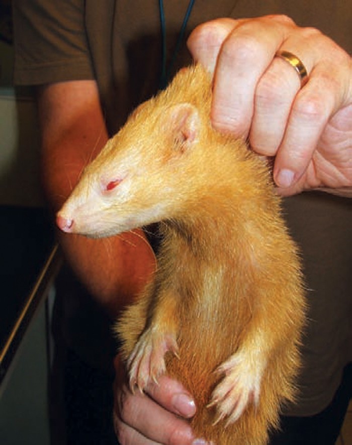 Orange ferret cheap