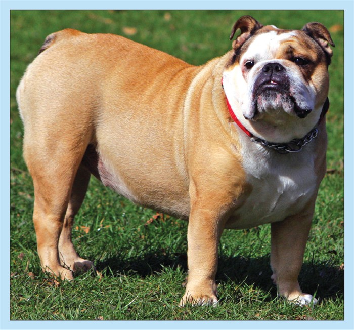 Confronting the ethical dilemma of breeding from bulldog Heidi | Vet Times