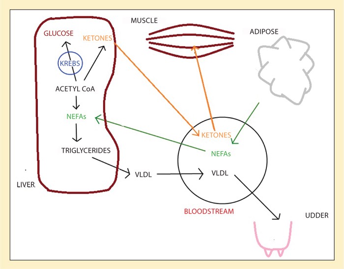 ketosis-in-the-dairy-cow-friend-or-foe-university-of-maryland-extension