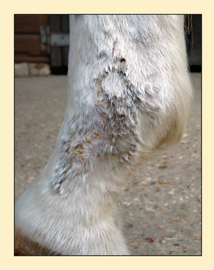 managing-bacterial-and-fungal-dermatological-issues-in-horses-vet-times