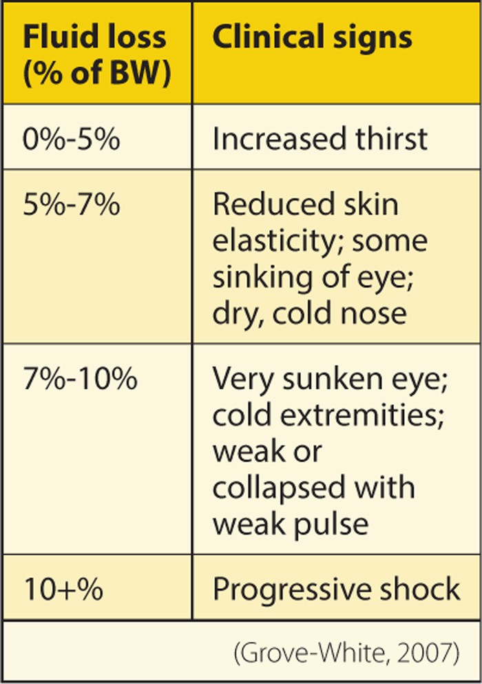 PRACTICAL FLUID THERAPY IN CATTLE AN OVERVIEW Vet Times