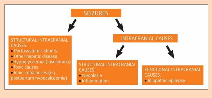 Idiopathic Epilepsy In Dogs – Part One: Patient Approach | Vet Times