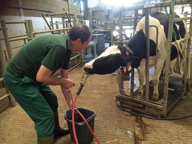 A closer look at oral fluid therapy options in adult cattle | Vet Times