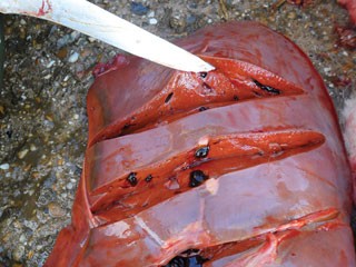 Copper is known to accumulate in the liver while blood levels are maintained by homeostasis within a narrow range.