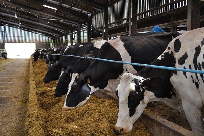 Make sure the animals are well fed prior to the procedure to ensure a full rumen, as this will ensure the liver is sitting within easy reach of the biopsy needle.