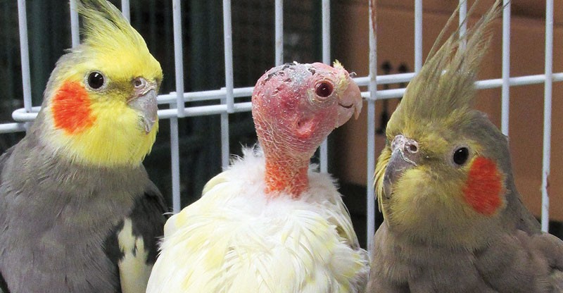 Bird Feather Plucking