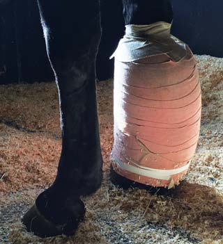 Figure 2b. A distal limb Robert Jones bandage applied to the forelimb of a horse. It is important to note the size of the bandage in relation to the contralateral limb.