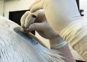 Figure 1. Epidural analgesia in a horse is very useful where a caudal lesion – in this case a penile lesion – is present.