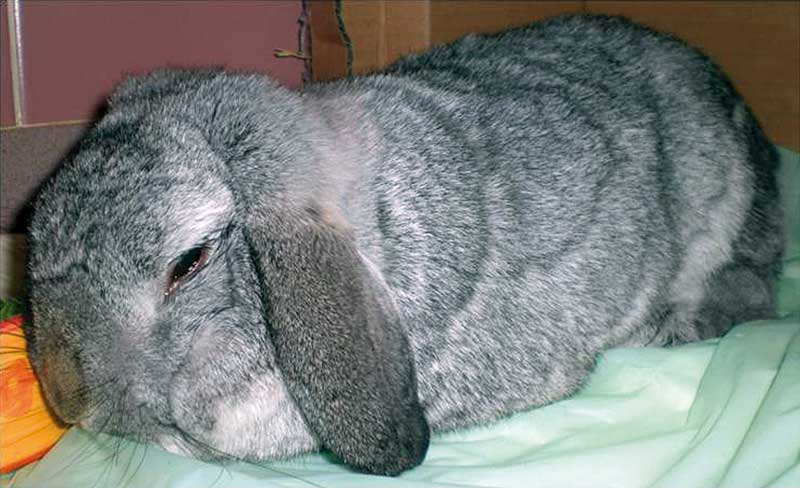 Pain recognition and its management in rabbits | Vet Times