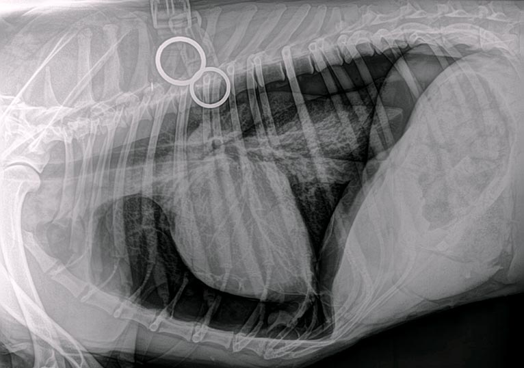 Case Notes Spontaneous pneumothorax in a dog Vet Times