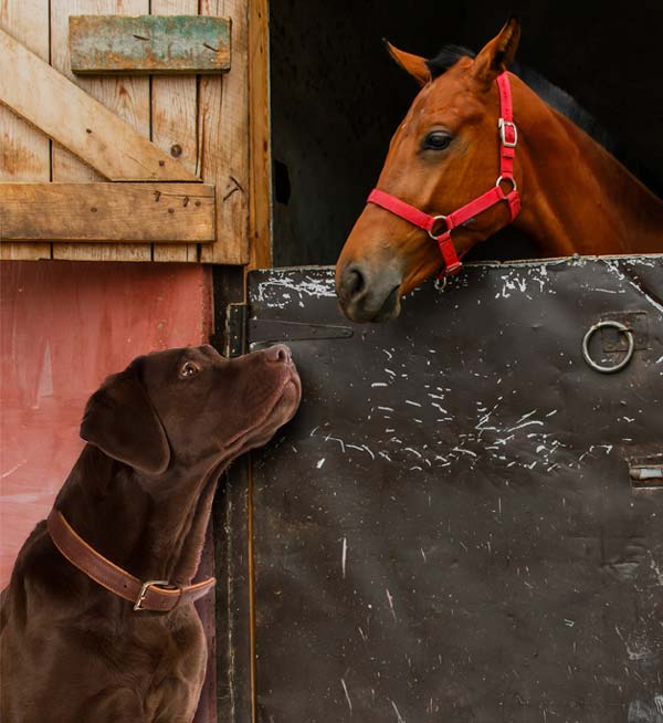 dog and horse