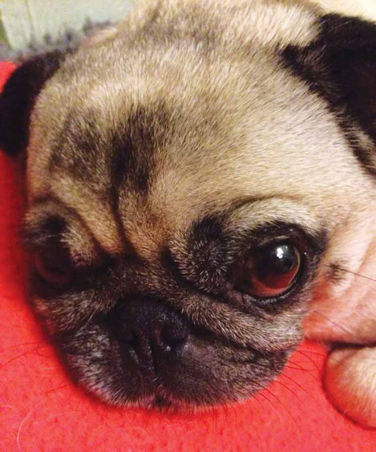 ‘Lola is a typical, excitable and happy pug – she just loves life ...